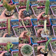 Cactus Succulent Plant euphorbia opuntia Komillaria (euphorbia gymnocalycium mammillaria)