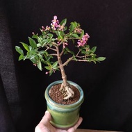 開花了) 台灣李氏櫻桃 小品盆景 開粉紅花 結紅果 盆栽 開花 植物 bonsai plant  果樹 tree 禮物 gift小樹【實拍。只此一盆】👑9年五星老店