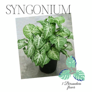 Tanaman hias syngonium gawir