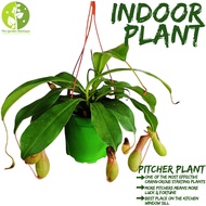[Local Seller] Pitcher Plant Carnivorous Plant Houseplant Indoor Plant Outdoor Plant | The Garden Boutique - Live Plant