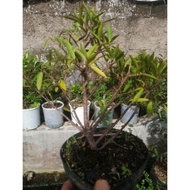 READY ficus california beringin kalifornia bahan bonsai mame