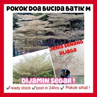 rina • anak pokok Doa bucida batik M • outdoor plant landscape full sun tree variegated house hiasan