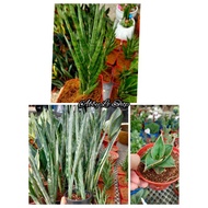 Abby Le Shop@New Arrival Sanseveria/Lidah Buaya Special 💞