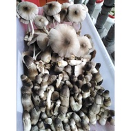 Buy three bags and get eight free(Not  Plants) Volva Mushroom Spawn (Binhi ng kabuteng saging)