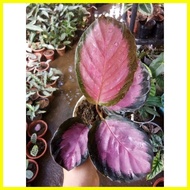 ♞calathea crimson......