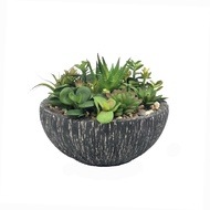 OrientalFineArt ต้นไม้แต่งบ้าน สวนกระบองเพชร สวยเหมือนของจริง Cactus & Succulent plant