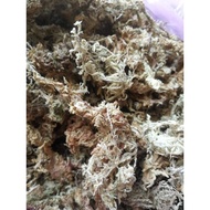 spagnum moss chile 5 star