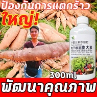 💥ใหญ่!!!💥FM ฮอร์โมนมันสำปะหลัง ผงนัวฉีดมัน ปุ๋ยเร่งหัวมัน 300ml ป้องกันการแตกร้าว ขยายตัวอย่างรวดเร็ว ต้านทานโรค เพิ่มผลผลิต และปรับปรุงคุณภาพ เหมาะสำหรับพืชใต้ดินหลายชนิด ผักราก ผงดำkga ปุ๋ยมันสำปะลัง ปุ๋ยทางใบมันสำปะหลัง ผงดำฉีดมัน ปุ๋ยระเบิดหัว