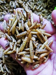 repack 50g Dried Black Soldier Fly Larvae - Food for arowana, channa, other fish, birds, reptiles,