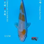 Ikan koi import Doitsu Ochiba HQ (serti: Yamaju koi farm) japan