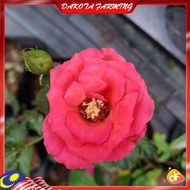 Rose Flower Anak Pokok Bunga Ros