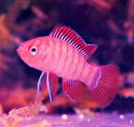 【成崧水族】火焰變色龍 燈科魚 變色龍魚 紅色變色龍