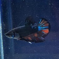 ikan cupang black nemo avatar