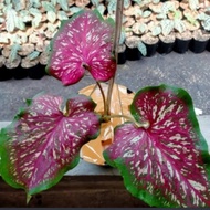 tanaman hias keladi worthon Thailand - caladium Thailand murah