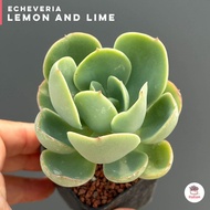 Echeveria Lemon and lime ไม้อวบน้ำ กุหลาบหิน cactus&amp;succulentหลากหลายสายพันธุ์