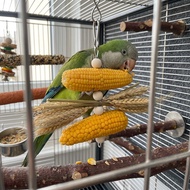 Parrot bird toy, natural corn nibbling stick, birdcage, woven grass, wheat ears, grinding teeth, dec