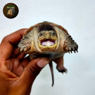 CST Common Snapping Turtle cerah