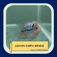 IKAN HIAS AIR TAWAR - LOUHAN KAMFA BONSAI (Local)