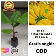 bibit pohon pisang emas kirana-bibit pohon pisang emas