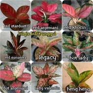 Paket 9 jenis bibit bunga aglaonema red Stardust red Sumatra red koc