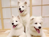 Save Big on: Samoyed in Harajuku: The Fluffiest Spot on Takeshita Street Play Now