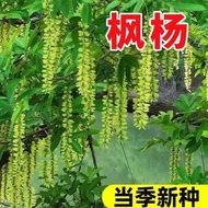 Maple Fillet Seed Maple Fillet Seed Maple Fillet Seed Maple Fillet Seed Swallow Tree Centipede Fille
