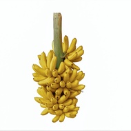 ต้นกล้วยไข่กําแพงเพชร หน่อกล้วยไข่สายพันธ์กำแพงเพชร พร้อมปลูกลงดินได้เลย จัดส่งพร้อมถุง 4 นิ้ว ลำต้นสูง 30ซม อย่างดี