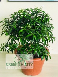 GardenMart4U Jasmin Thai Live Plant Pokok Bunga Melur Outdoor Hiasan Landscape 泰国茉莉花