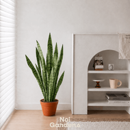 Sansevieria Zeylanica – Drought-Tolerant Reception & Lobby Accent Plant