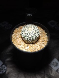Astrophytum Asterias V兜
