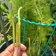 (SG Seller) Green Asparagus Seeds (20 Seeds)