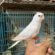 falk albino muda