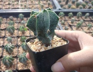 🌵💥แอสโตรออนาตั้ม 💥🌵 Astrophytum ornatum  ต้นกระบองเพชร ต้นแคคตัส ขนาด 5-6 ซม. (แคคตัส กระบองเพชร)