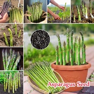 100% Authentic Asparagus Seeds for Planting (50 Seeds ) Organic Asparagus Plants Seeds Rare Vegetabl