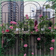 ST&amp;💘Flower Chamfer Clematis Lattice Rose Chinese Rose Plant Climbing Net Support Rod Outdoor Courtyard Iron Fence Suppor
