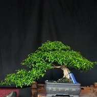 Bonsai anting putri siap pajang