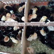 Bibit Anak Ayam Kampung Asli DOC AKA