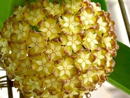 Hoya Crassicaulis 毬蘭