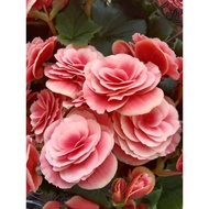 🔥🔥Begonia Rose Mix🔥🔥