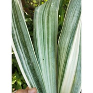 🔥Rare🔥Sansevieria Metallica/snake plant（silver queen）银皇后虎尾兰