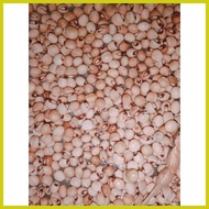 ∭ ✙ ✟ Kardis/Kadyos (15 seeds) Pigeon Pea