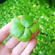 Limnobium laevigatum (Amazon Frogbit) BIG Size 圓心萍 - aquarium plant aquascaping aquascape plant fish tank [lowtech]