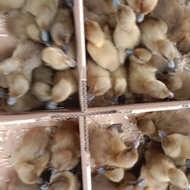 DOD LOKAL BETINA/BIBIT BEBEK PETELUR