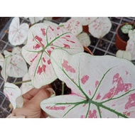 Caladium Strawberry Star