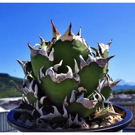 GEM Succulent Plant 红猫仁王冠龙舌兰Agave Titanota Red Catweezle