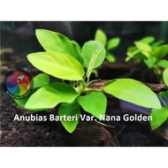 Aquatic Live Plants (Anubias Barteri Var. Nana Golden With Drift Wood) 59