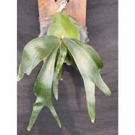 鹿角蕨-P.Banna #A-側芽(己上板)-療癒-文青、蕨類植物、雨林植物-IG網紅-觀葉-室內植物-天南星-觀葉