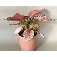 Aglaonema Lady Valentine Plant - Fresh Gardening Indoor Plant Outdoor Plants for Home Garden