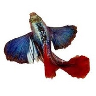 Buy 2 pair FREE 1pair l Dumbo redtail guppy fish l ikan guppy l big ear guppy fish