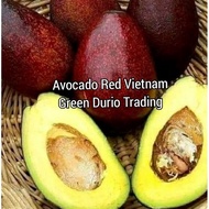 POKOK AVOCADO RED VIETNAM, YELLOW VIETNAM & SAB 034